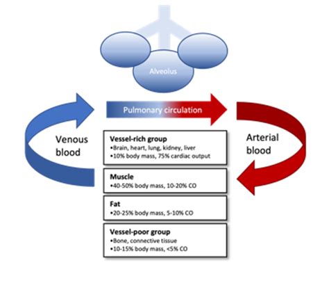 Inhaled Anesthetic Agents: Mechanism of Action, Uptake, and ...