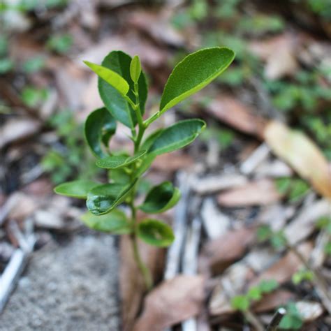 Growing Fruit Trees from Seed is Worth It: Proof! | The Survival Gardener