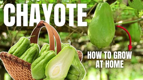 Discover the Best Ways to Grow CHAYOTE at Home - Gardening Tips | Amazing Garden - YouTube