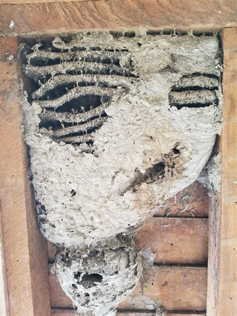 Wasp nest discovered inside barn wall : r/nope