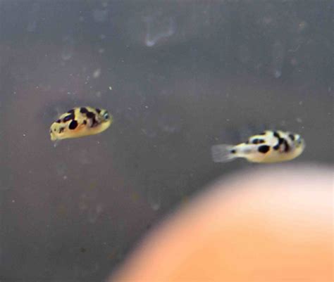 Indian Dwarf Puffer (Tetraodon travancoricus) - very tiny - $5.50