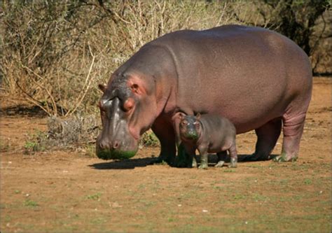 Hippo sweat: The next big thing in sunscreen?