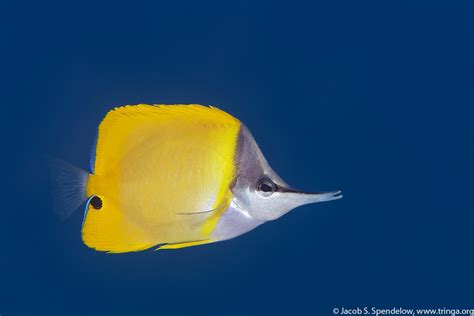 Common Longnose Butterflyfish 3