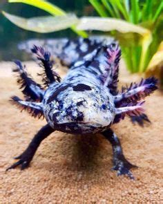 Axolotl- it's so cuuuute!! | ambystoma mexicanum | Animaux