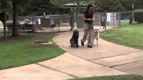 ⭐⭐⭐ Dog Training Techniques - 6 tips for mastering the dog walk - YouTube