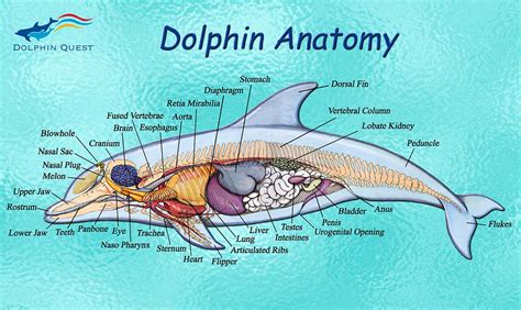 Image Result For Dolphin Anatomy Ocean Animals Dolphins Mammals | Images and Photos finder