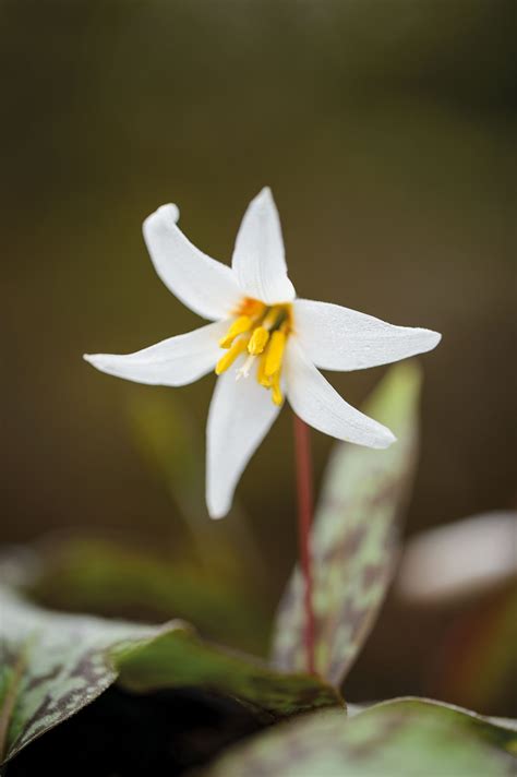 February flowers: the best flowers for the month