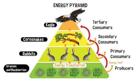 Food Chains and Food Webs - GeeksforGeeks