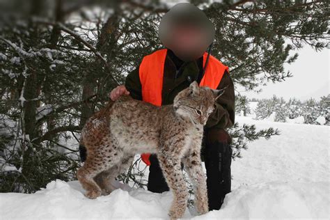 Lynx Hunting with Dogs