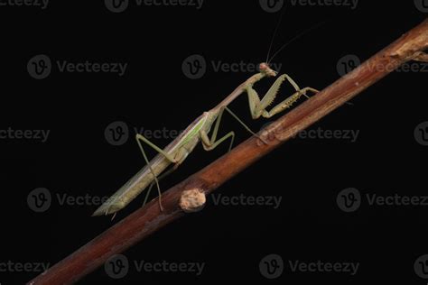 Green Praying Mantis on Black Background 3616156 Stock Photo at Vecteezy