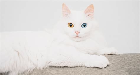 White Cat Breeds - The Most Popular White Cat Breeds And Their Care