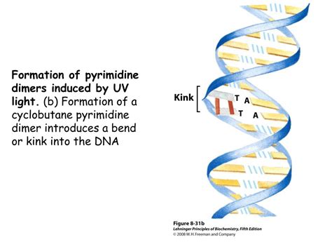 PPT - Dynamic Probes of Physical States in Live Cells Presented by Dr ...