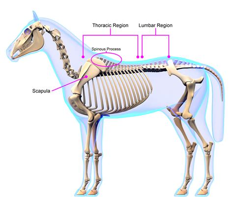 Why Saddle Fit Matters: The Anatomy Under the Perfect Fit - FLAIR ...