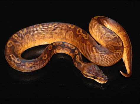 Morph List - World of Ball Pythons