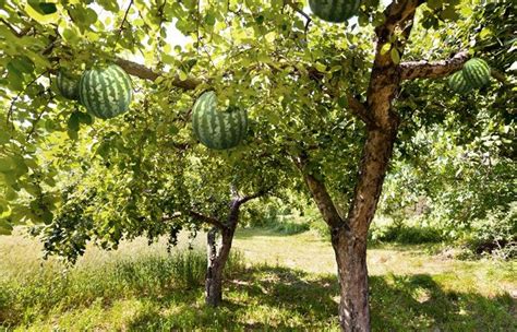 Watermelon Tree - Twin Fruit