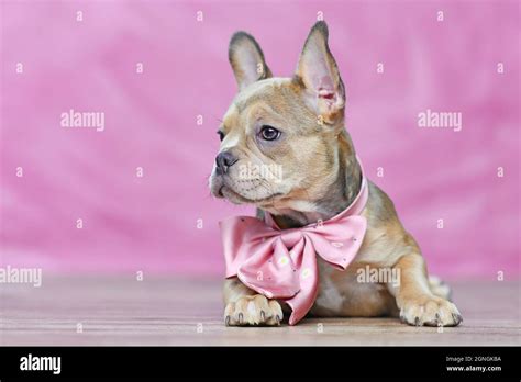 French Bulldog dog puppy with beautiful healthy long nose wearing neck ribbon in front of pink ...