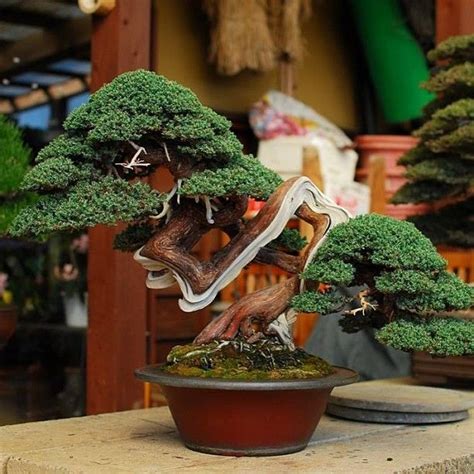 Juniperus Procumbens Bonsai