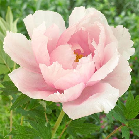 Light Pink Tree Peony, Paeonia suffruticosa | American Meadows