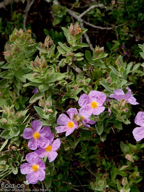 Cistus albidus | Flora-On