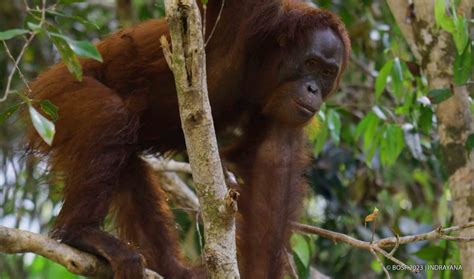 Video: Orangutan Vocalizations - How Do Orangutans Talk? - Orangutan ...