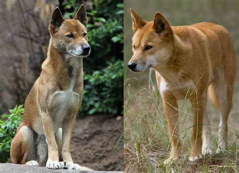 Dingo Facts - Animal Facts Encyclopedia