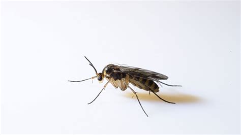 Fungus Gnats - Environmental Factor