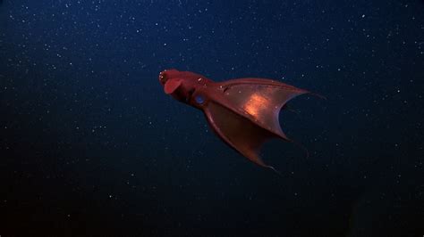 Vampire Squid – "OCEAN TREASURES" Memorial Library