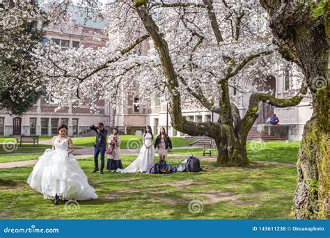 Popular Cherry Blossoms Photography Spot at the UW Campus in Seattle ...