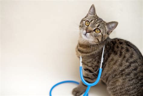 Understanding Common Cat Illnesses and Their Treatment Options