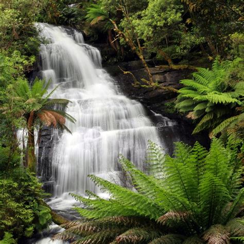 Rainforest Waterfall stock photo. Image of treefern, otway - 22310718