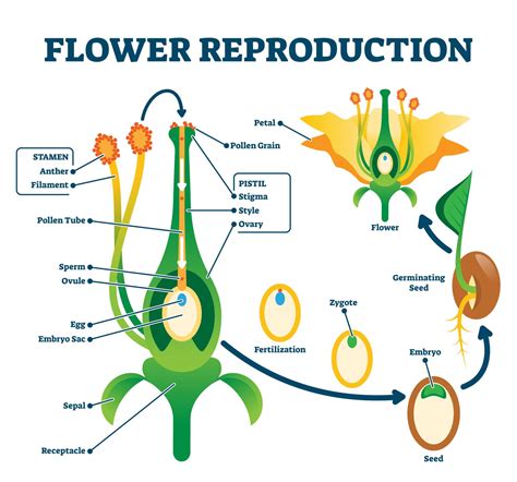 3D Flower Model - Plant Science | Flower reproduction, Plant science ...