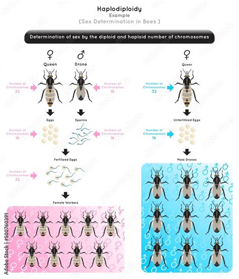 Haplodiploidy Infographic Diagram Sex Determination By Stock Vector | My XXX Hot Girl