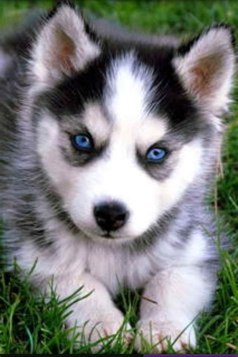 Baby Blue Eyed Husky | Cute husky puppies, Husky puppy, Pomeranian husky puppies