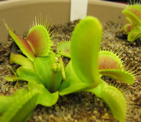 I've been growing carnivorous plants for more than 5 years - here are some photos I've taken : pics