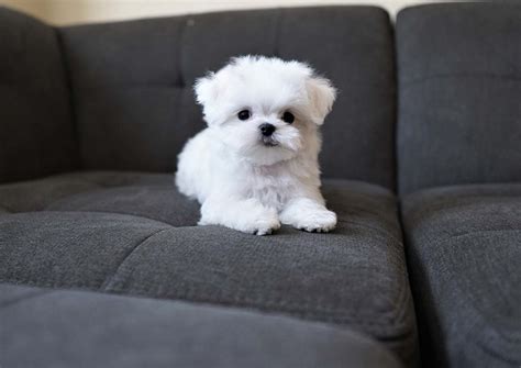 Q-Tip the Toy Maltese ($3,600) - Top Dog Puppies