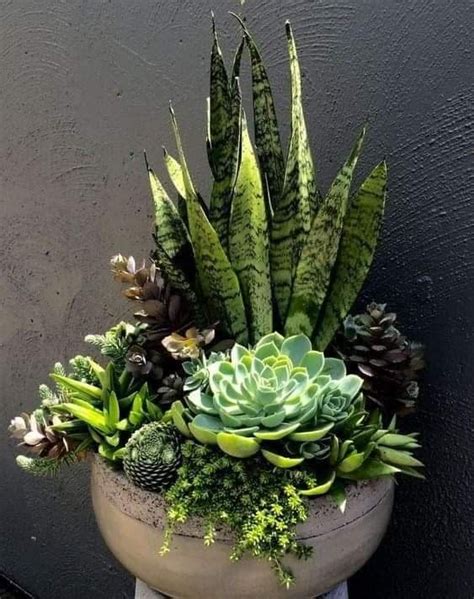 Succulents | Succulent garden design, Succulents garden, Tall succulents