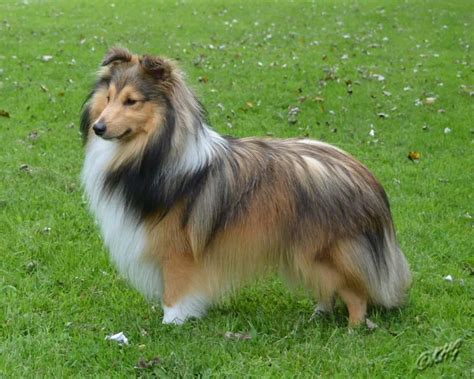 ~ Sable Sheltie ~ (med billeder)