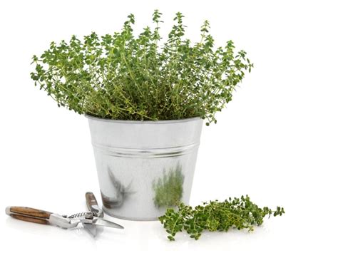 Pruning Thyme: How To Trim Thyme