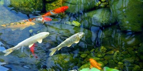 Koi Fish: Complete Guide to Care, Breeding, Tank Size and Disease - The ...