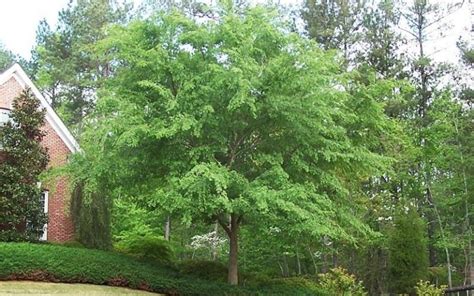 Drake Elm | Hickory Creek Nursery