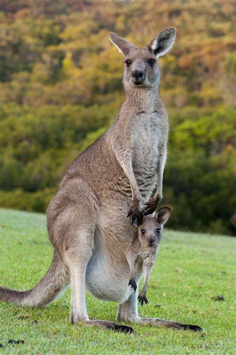 What's the difference between a Wallaby and a Kangaroo? | Australia ...