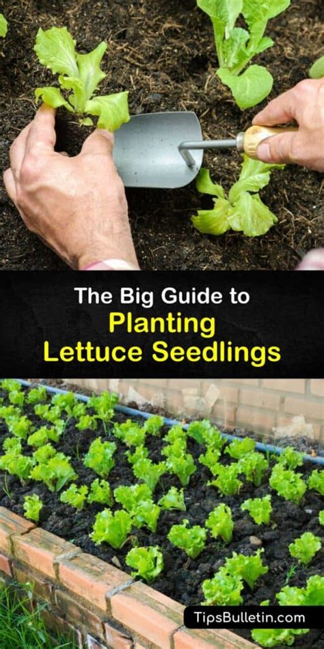 Lettuce Seedling Care - Tips for Planting Lettuce Seedlings