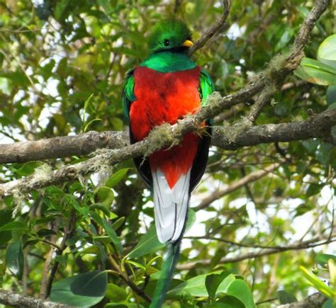 5 Tips de informante para ver Quetzales en Costa Rica - Villa San ...