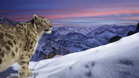 Voici les 25 plus belles photos d'animaux sauvages en lice pour le prix du public du Wildlife ...