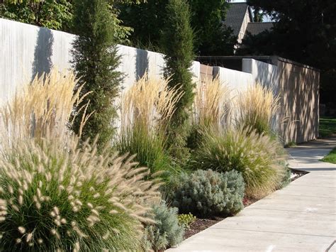 Types Of Perennial Grasses: Key Types & Characteristics