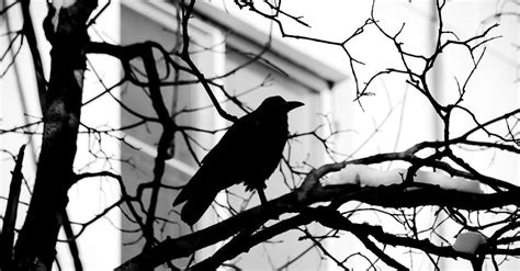 Black and White Photo of Raven Perched on Leafless Tree · Free Stock Photo