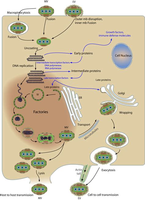 Orthopoxvirus replication ~ ViralZone