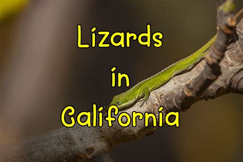 50 Common Lizards in California (Pictures and Distribution)