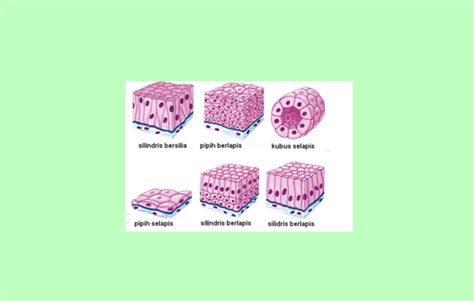 Jaringan Epitel – Penjelasan, Gambar dan Contohnya