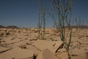 Podcast: Climate change and the human impact of desertification - DARA